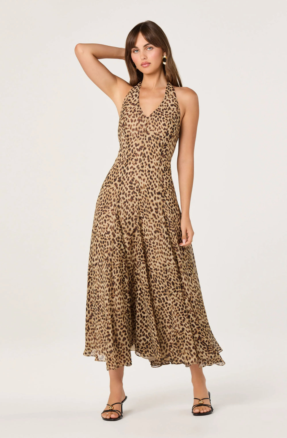 Cheetah